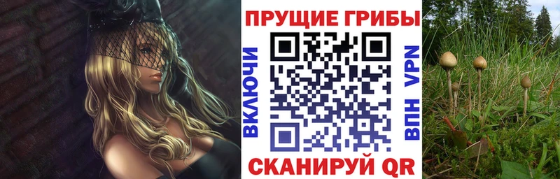 Купить закладки  Аргун  Псилоцибиновые грибы GOLDEN TEACHER 